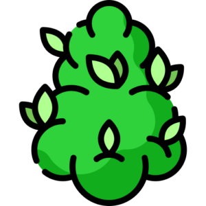 native york cannabis flower strain products native york cannabis flower strain products